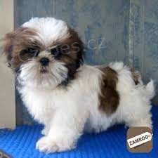 Prod�m �t��ata shih tzu