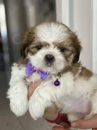 Prod�m �t��ata shih tzu