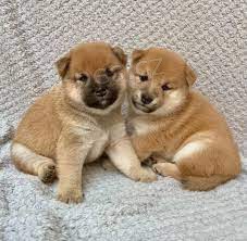 Prod�m �t��ata Shiba Inu. Chovatel shiba inu.