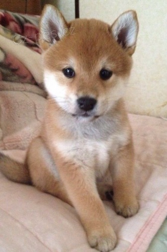 Prod�m �t��ata Shiba Inu. Chovatel shiba inu.