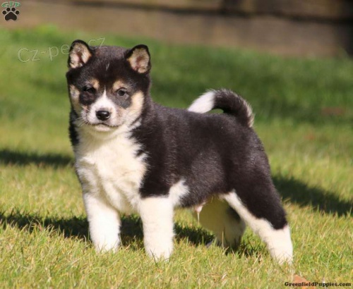 Prod�m �t��ata Shiba Inu. Chovatel shiba inu.