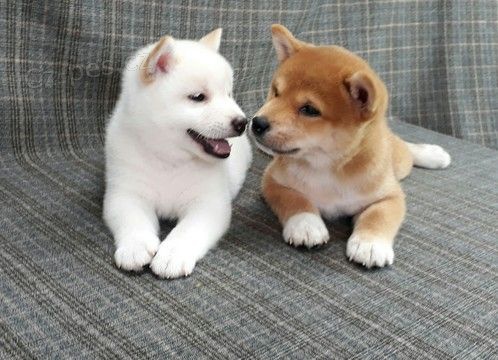 Prod�m �t��ata Shiba Inu. Chovatel shiba inu.