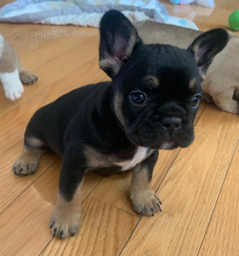 �istokrevn� �t��ata francouzsk�ho buldo�ka