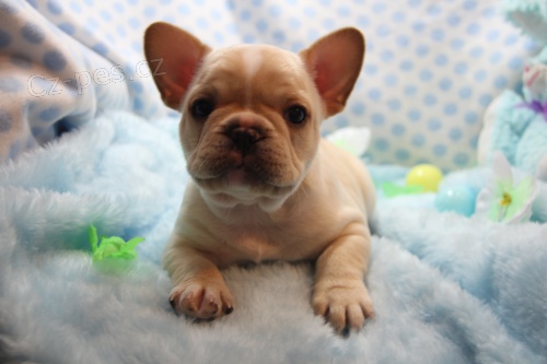 �istokrevn� �t��ata francouzsk�ho buldo�ka