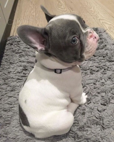 �istokrevn� �t��ata francouzsk�ho buldo�ka