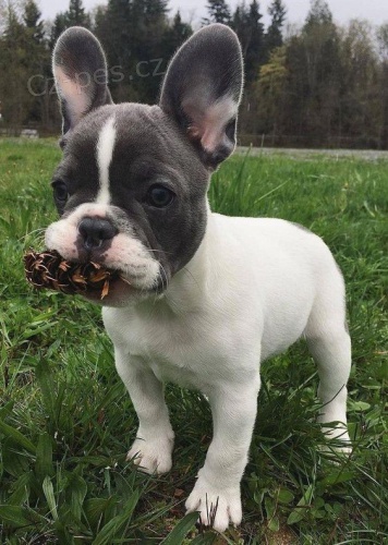 �istokrevn� �t��ata francouzsk�ho buldo�ka