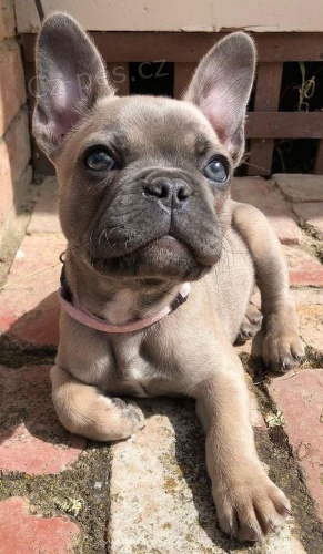 �istokrevn� �t��ata francouzsk�ho buldo�ka