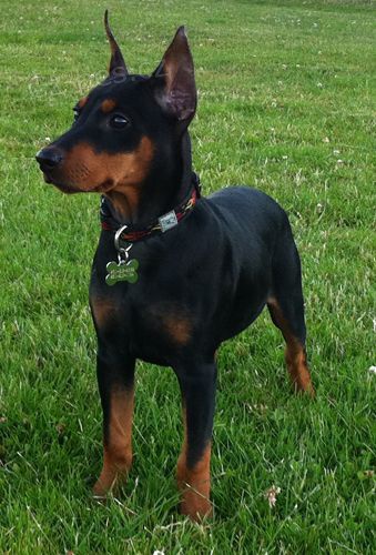 Prod�m �t��ata n�meck�ho dobrmana