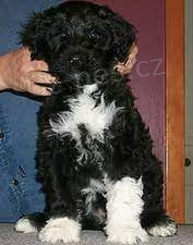 Prod�m �t��ata portugalsk�ho vodn�ho psa