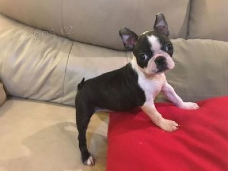 Prod�m �t��ata bostonsk�ho teri�ra