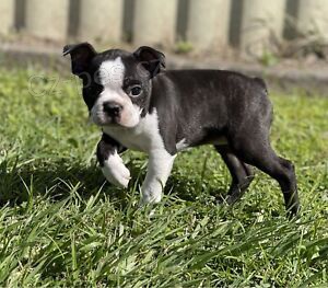 Prod�m �t��ata bostonsk�ho teri�ra