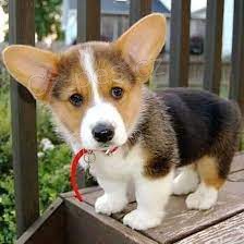 Prod�m �t��ata welsh corgi Pembroke.