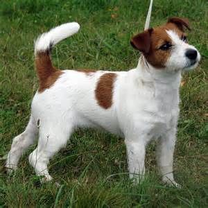 Prod�m �t��ata jack russella.