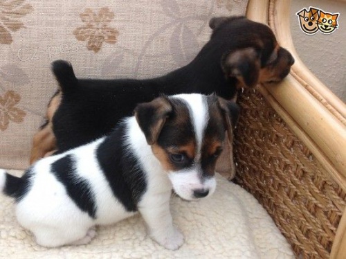 Prod�m �t��ata jack russella.