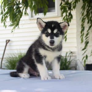 Prod�m �t��ata alja�sk�ho malamuta