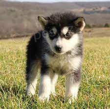 Prod�m �t��ata alja�sk�ho malamuta