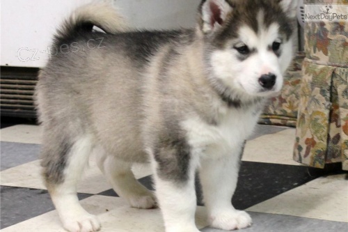 Prod�m �t��ata alja�sk�ho malamuta