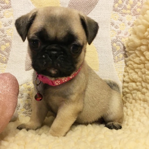 Prod�m kr�sn� b�ov� �t��ata mopse. Pouze pro v�n� osoby.