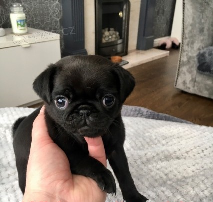 o�kovan� a od�erven� �t��ata Mops� k adopci.