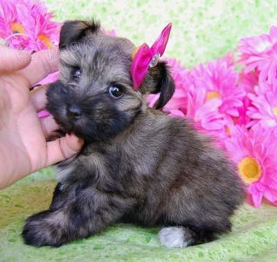 Prod�m o�kovan� a zdrav� �t��ata Mal�ch Kn�ra��.