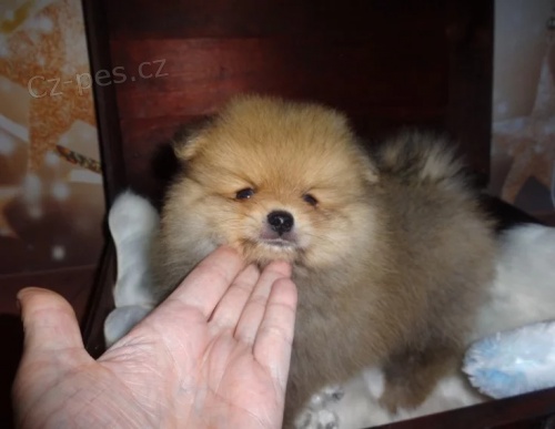 Prod�m mini �t��ata n�meck�ho �pice.