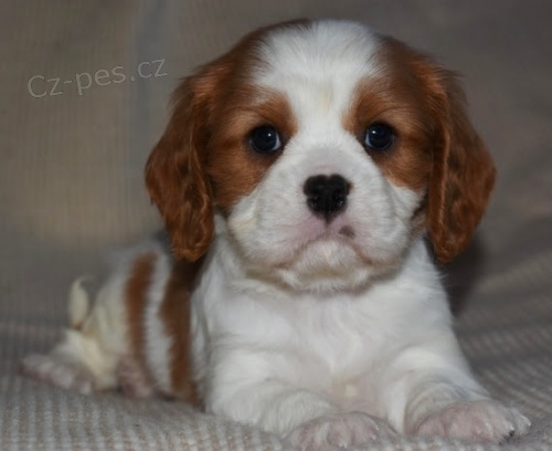 Prod�m o�kovan� �t��ata Kaval�r King Charles Spaniel.