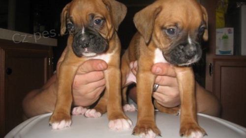 Prod�m o�kovan� �t��ata boxera