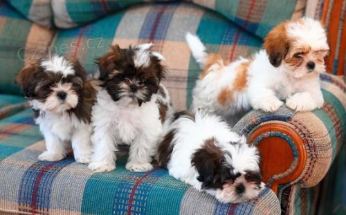 Prod�m �t��ata SHIH TZU