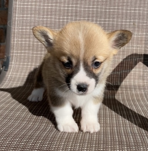 Prod�m �t��ata Pembroke Welsh Corgi.