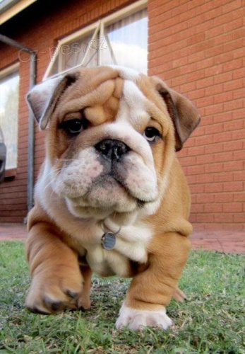 Prod�m �t��ata Anglick�ho buldo�ka