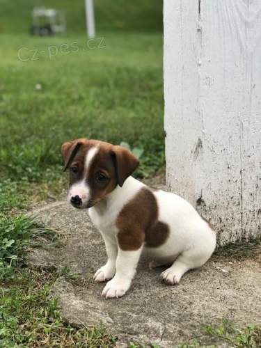 �t��ata Jack Russell Terrier k dispozici
