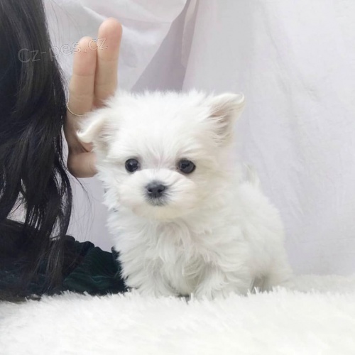 Prod�m malt�zsk� �t��ata.