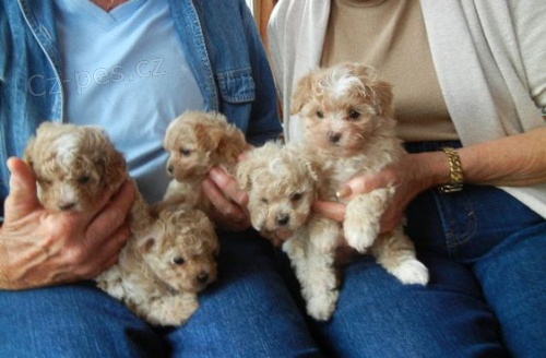 Prod�m �t��ata Maltipoo.