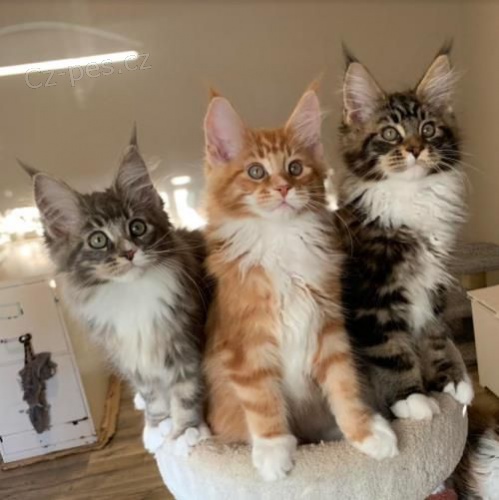 Prod�m o�kovan� ko�ata mainsk�ch m�val�ch.