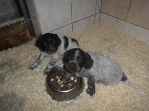 N�meck� k�epel�k