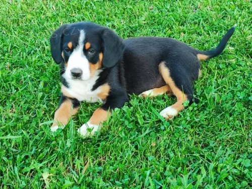 Entlebu�sk� sala�nicky pes