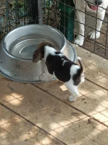 N�dhern� �t���tka b�gl�.