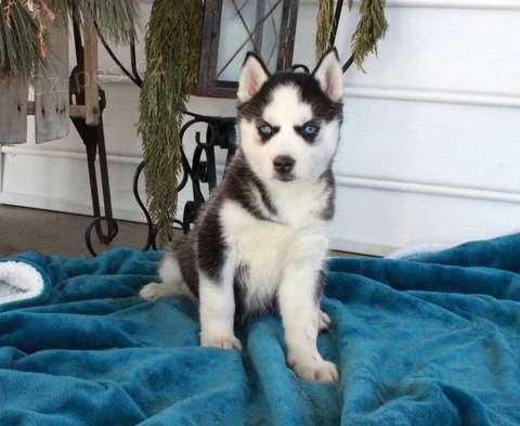 Kr�sn� �t��ata sibi�sk�ho husky.
