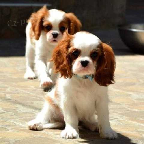 Kaval�r King Charles �pan�l �t��ata.