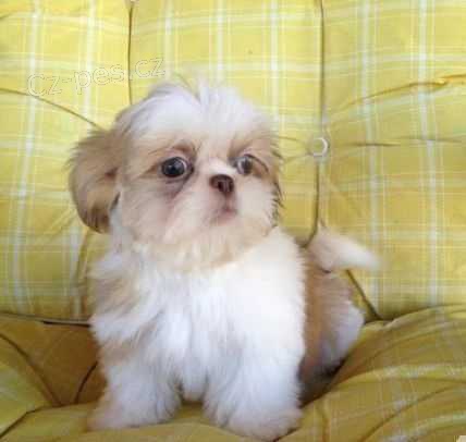 Rozko�n� �t��ata Shih Tzu.