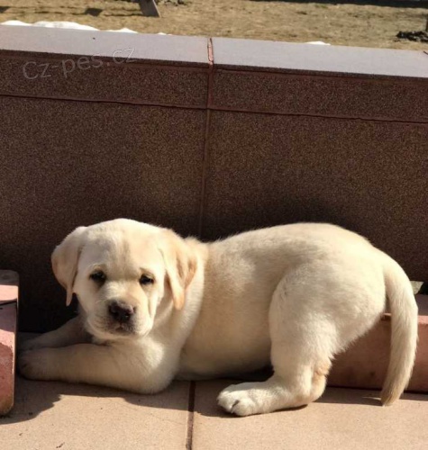 Okouzluj�c� vypadaj�c� �t��ata labrador�.