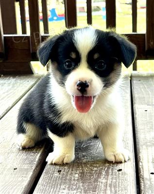 Pembroke Welsh Corgi �t��ata.