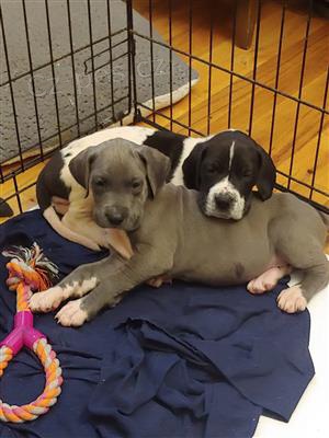 �t��ata Great Dane.