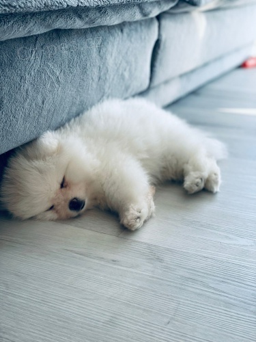 N�meck� �pic. Mini pomeranian s PP