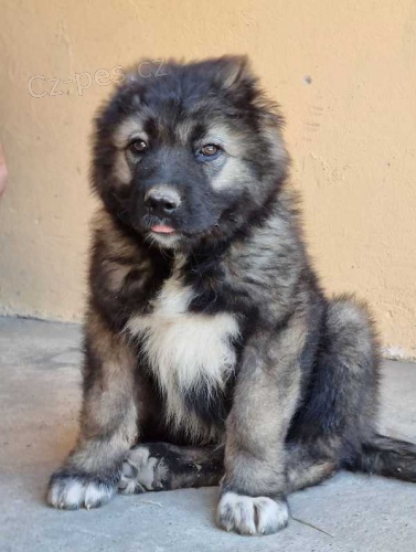 �t��ata kavkazsk�ho ov��ka