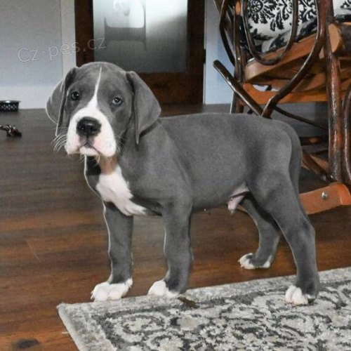 �t��ata n�meck� dogy k adopci.