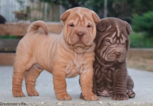 ��nsk� �t��ata shar-pei k adopci.