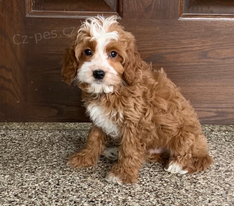 Roztomil� �t���tka Barbet jsou p�ipravena do nov�ch rodin.