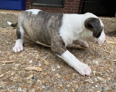 Prod�m �t��ata bulteri�ra.