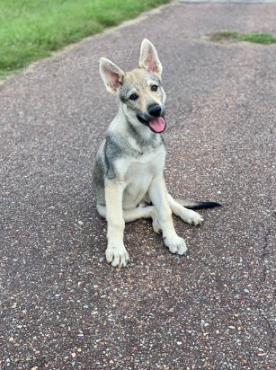 Prod�m �t��ata �eskoslovensk�ho vl��ka